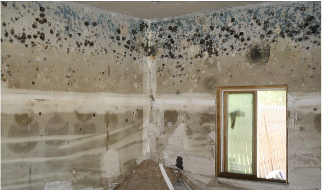 Mold Remediation vs Removal: What's the Difference? | The African Exponent.