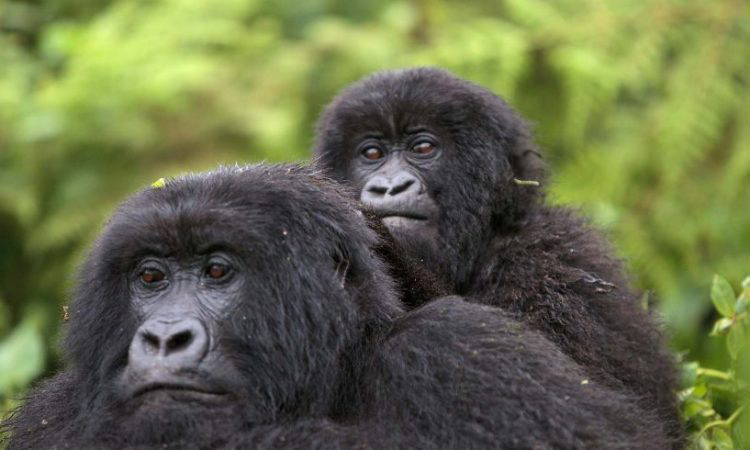 Kwita Izina, a Gorilla Naming Ritual Borrowed From an Old Rwanda Tradition | The African Exponent.