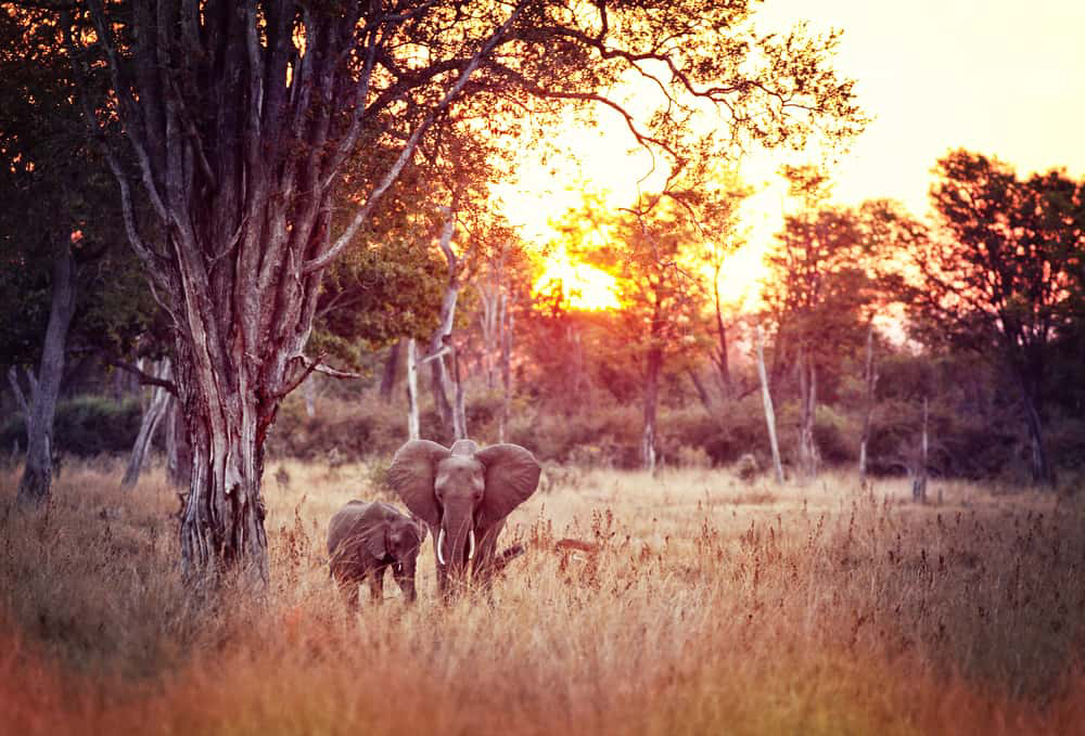 Why is Zambia such a Popular Safari Destination? | The African Exponent.