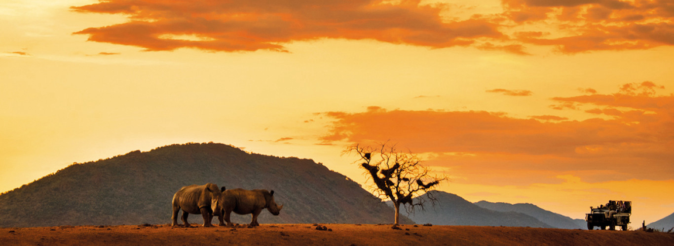 Top Unique Wildlife Experiences to Try in Africa | The African Exponent.