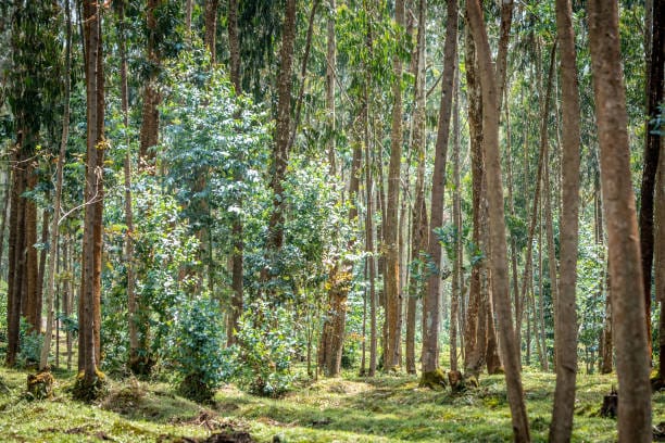 Rwanda’s Parliament Passes Bill to Tighten Tree-Cutting Regulations